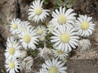 A cluster of white flannel flowers.