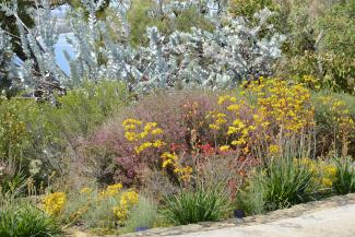 Northern Sandplains Garden at Roe Gardens