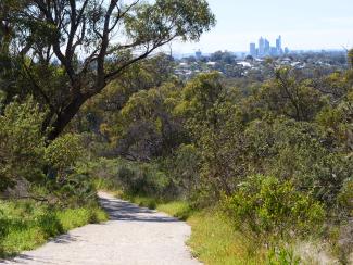 A walking track through trees and bushes with a view of the city.