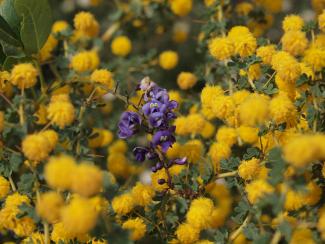 Hardenbergia and Acacia pulchella flowers in bloom.