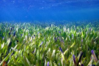 Posidonia seagrass meadow in Shark Bay.