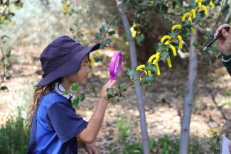 Student examining a wattle with a magnifying glass.