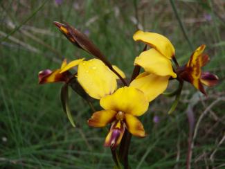 Donkey Orchid