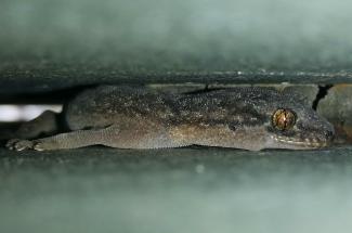 Close up of a gecko.