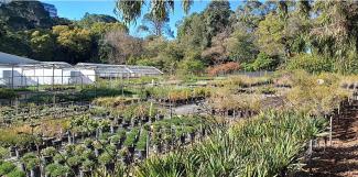 View of plants in Kings Park Nursery.