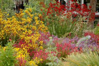Native garden in flower.