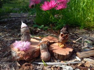 Gumnuts in the bush.