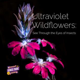 Ultraviolent wildflowers