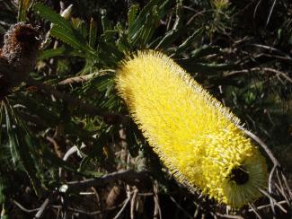Banksia attenuata in flower.