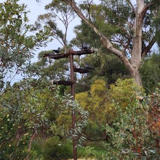 Cockatoos enjoying a bird waterer in Kings Park.