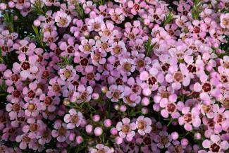 Waxflower 'Local Hero' pink flower cluster