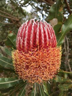 Banksia