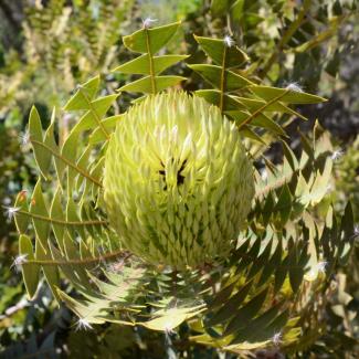 Banksia baxteri