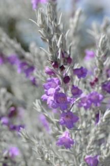 Eremophila nivea - Dave Blumer