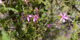 Flora for fauna