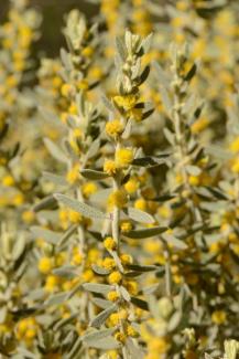 Acacia lanuginophylla 