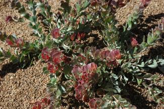 Adenanthos cuneatus