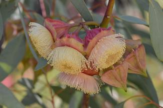 Eucalyptus kingsmillii