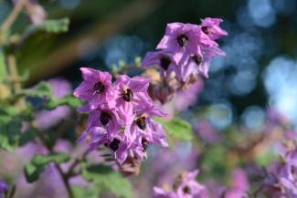Thomasia purpurea x solonacea Thomasia purpurea x solonacea