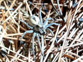 Wolf spider