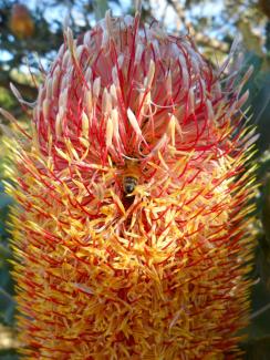 Bee on a Menzies Banksia