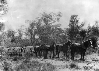 Bold Park history walk