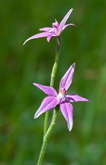 orchid