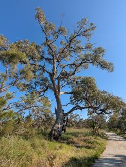 Tremendous Trees of Bold Park | Kings Park