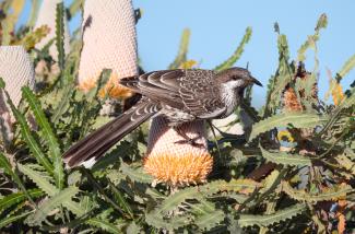 Western Wattlebird on Acorn Banksia