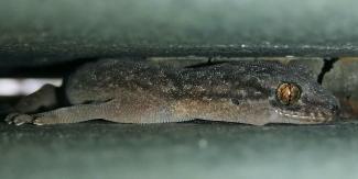 Bold Park Night Stalk