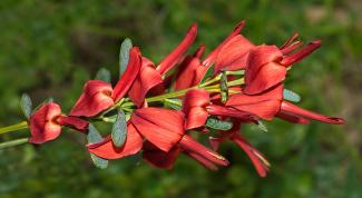 Templetonia - Friends of Bold Park Bushland