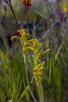 Anigozanthos Sunburst 