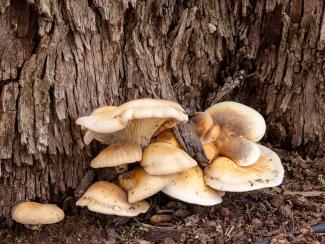 Fabulous Fungi Foray