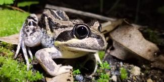 Banjo Frog Bold Park