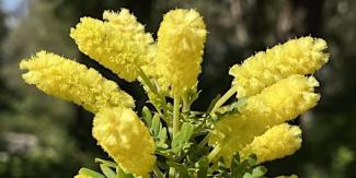 Wonderful Wattles