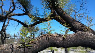 Science Insider: Fire and Weed in Urban Bushland