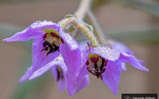 Adaptations and Resilience of WA Flora