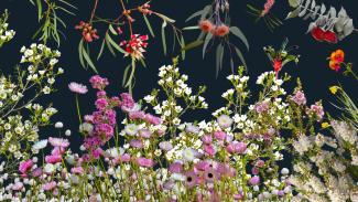 Celebrating 60 Years of the Western Australian Botanic Garden