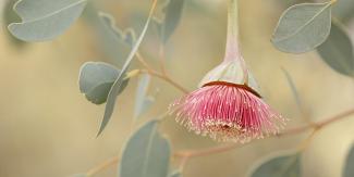 Discover the wonder of wildflower photography and chaotic variables