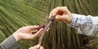 Rich Bushland Resources