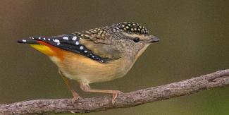 Finding Our Fabulous Feathered Friends