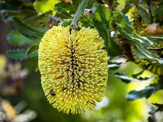 Brilliant Banksias - A Plant of All Seasons