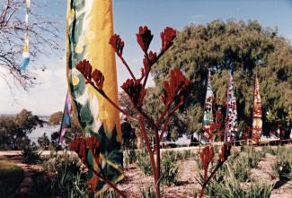 Kangaroo paw
