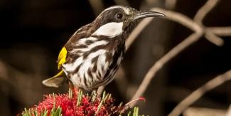 White-cheeked Honeyeater by Georgina Steytler