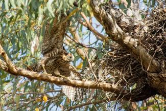New Life in Bold Park 