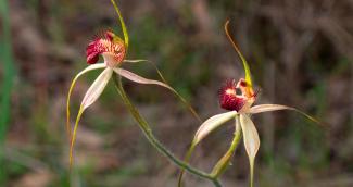 Caladenia arenicola