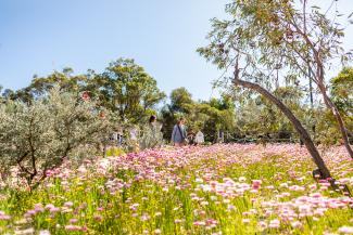 Everlastings in Kings Park