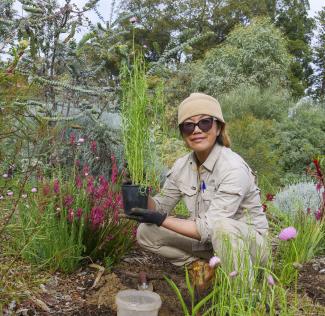 Horticulturist planting Everlastings