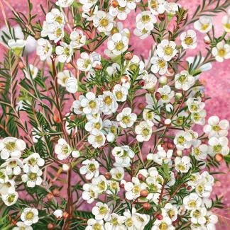 White Diamond Stacy Gardoll