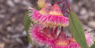 MAY GIBBS: HER LIFE AND BUSHLAND STORIES OF KINGS PARK